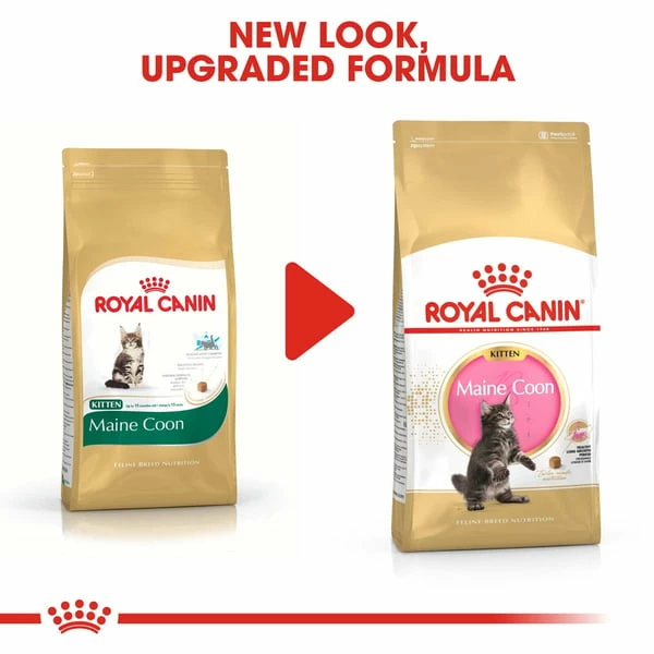 ROYAL CANIN Maine Coon Trockenfutter Für Kätzchen – Bild 6