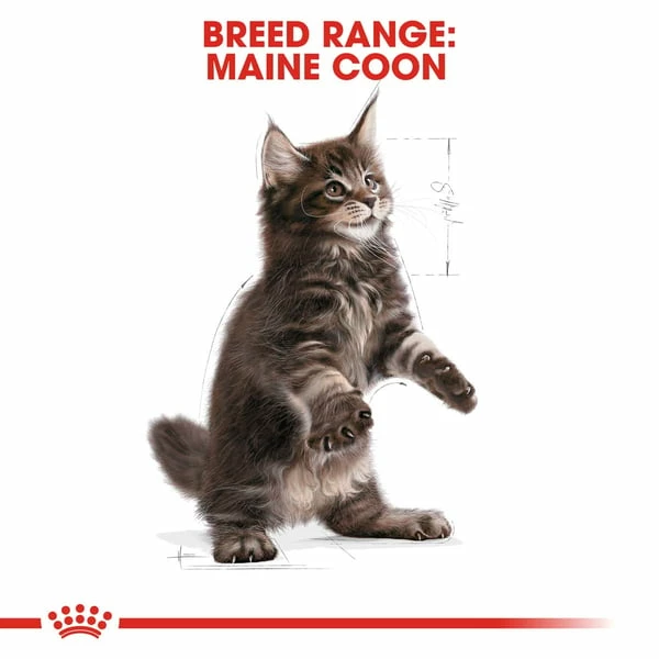 ROYAL CANIN Maine Coon Trockenfutter Für Kätzchen – Bild 7