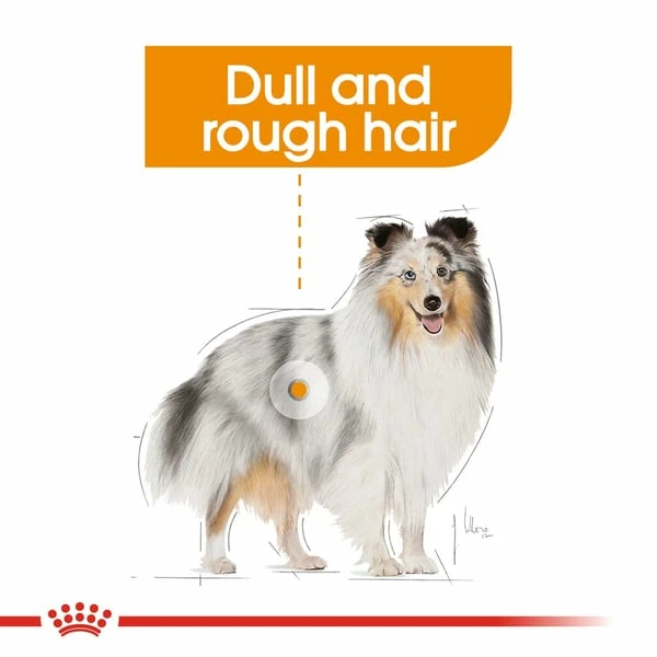 ROYAL CANIN COAT CARE MINI Trockenfutter Für Kleine Hunde Für Glänzendes Fell – Bild 2