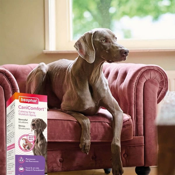 Beaphar CaniComfort® Wohlfühl-Spray Für Hunde 30ml – Bild 5