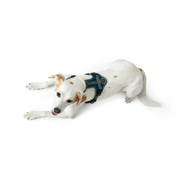 Hunter Geschirr Maldon Petrol â Bild 4