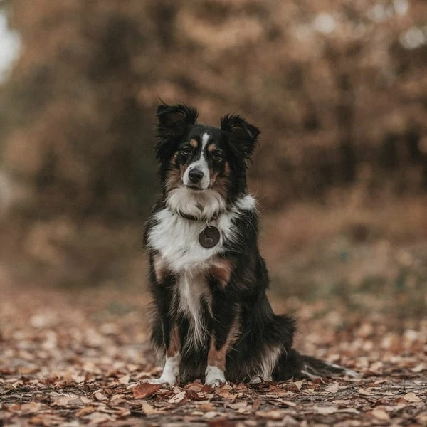 Hunter Halsband Aalborg Schwarz – Bild 5