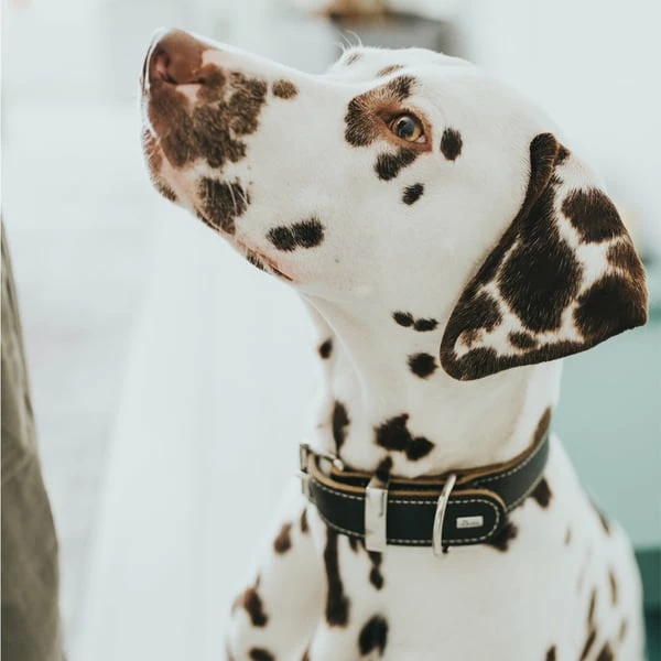 Hunter Halsband Aalborg Special Schwarz – Bild 6