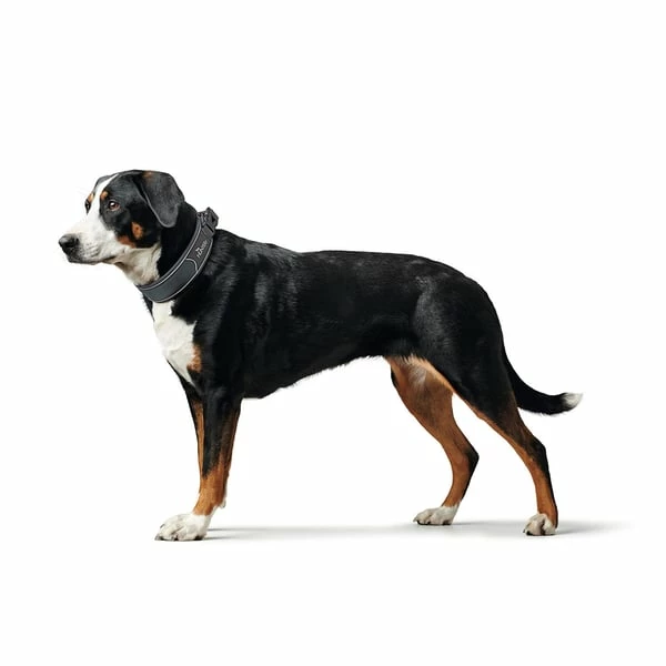 Hunter Halsung Divo Rot – Bild 6