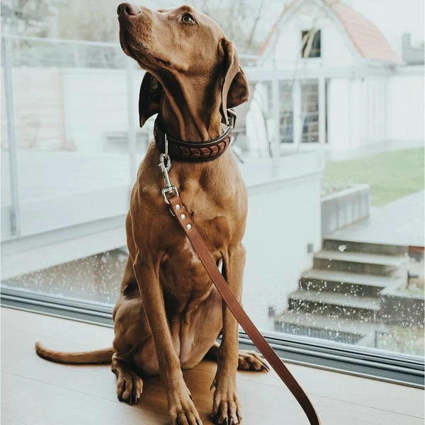 Hunter Verstellbare Führleine Aalborg Schwarz – Bild 4