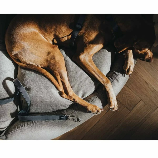 Hunter Verstellbare Führleine Divo Grau – Bild 3