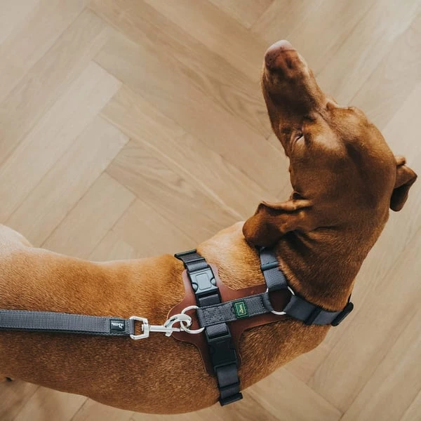 Hunter Verstellbare Führleine Divo Grau – Bild 4