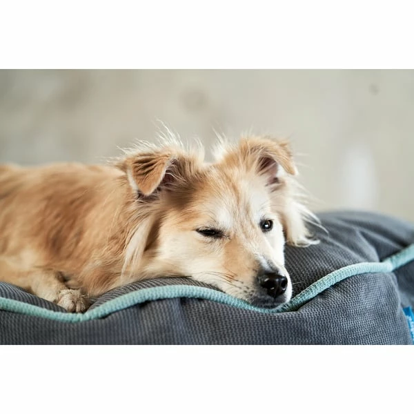 ZooRoyal Hundekissen Elias Anthrazit – Bild 12